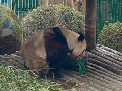 -大连森林动物园