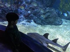 -暹罗海洋世界