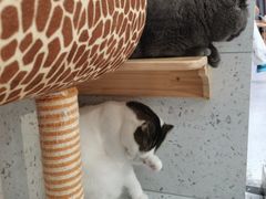 -喵园·猫主题咖啡厅·撸猫·猫咖(国贸店)