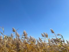 -野鸭湖国家湿地公园