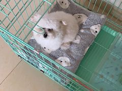 -悠尼宠物·独立低压伊珊娜洗护·美容·寄养(兰谷路店)