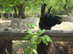 android_upload_pic-西安秦岭野生动物园