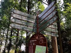 -东平国家森林公园