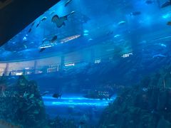 -迪拜水族馆及水下动物园