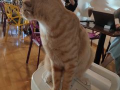 -Cappucimeow猫咪咖啡馆(韦伯时代店)