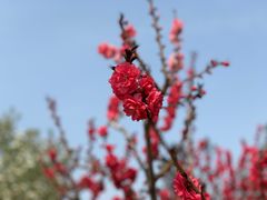 -永定河休闲森林公园