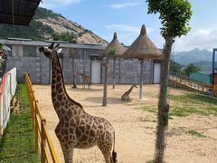 -西霞口神雕山野生动物世界