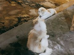 -胜景山庄柴火鸡