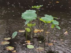 -合肥滨湖国家森林公园