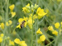 -光明小镇欢乐田园