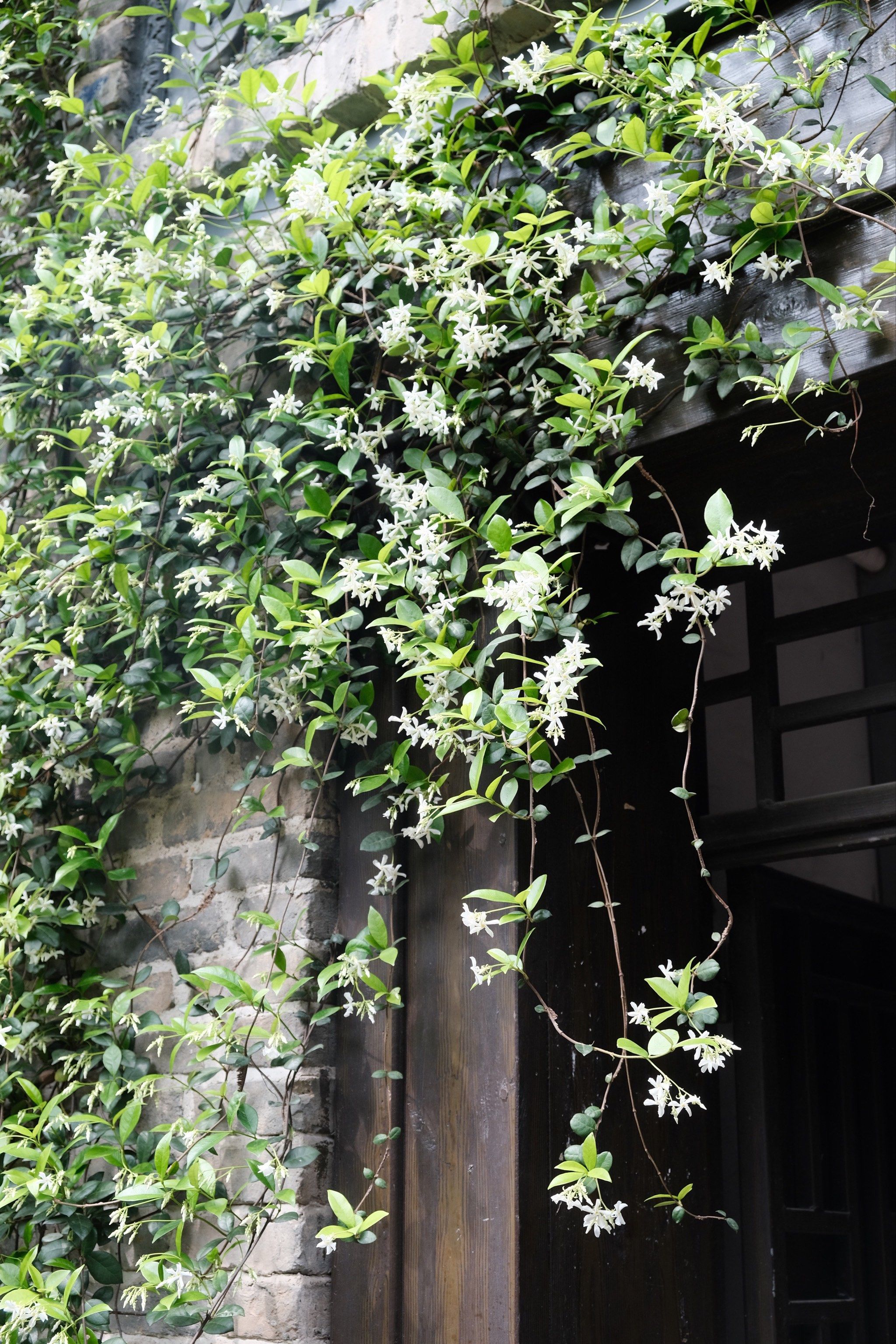 风车茉莉开花了