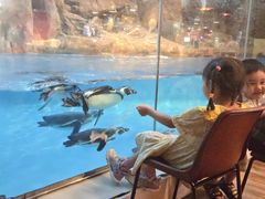 -帝企鹅自助餐厅•儿童岛•真企鹅(长隆企鹅酒店)