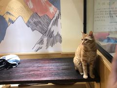 -滚猫咖啡·猫咖·猫友好撸猫(未来城店)