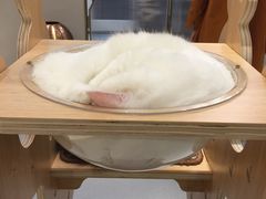-飞行喵MR PILOT|猫舍·猫咖(静安大融城店)