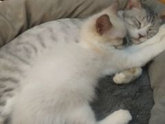 -万小咖.猫咖(中山路天虹店)