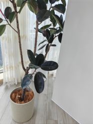 -HEYAN荷妍专业脱毛连锁机构