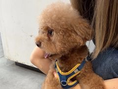 -帕帕拉兹宠物(亚洲旗舰店)