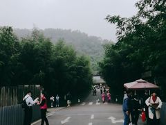 -都江堰中华大熊猫苑