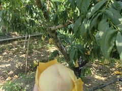 -老袁家蜜桃农场·阳山水蜜桃