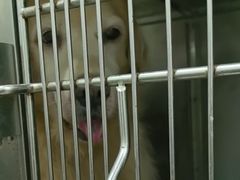 -佳雯宠物医院·皮肤科·内外科(春晓路分院)