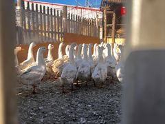 -鱼窝棚柴火铁锅炖(富山屯店)