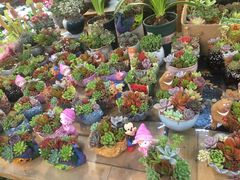 -双季花艺园艺市场(浦东店)