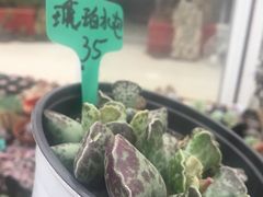 -龙大花卉苗木市场