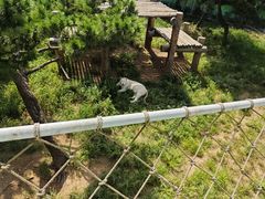 -西霞口神雕山野生动物世界