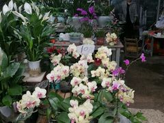 -桂林市花鸟市场