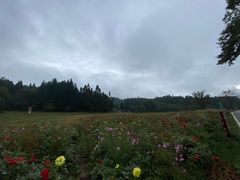 -武陵山森林公园