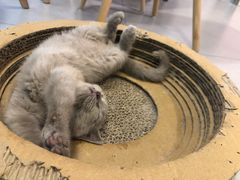 -三花喵·撸猫购宠·宠物生活馆(虹桥南丰城店)