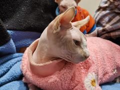 -藏猫猫咖啡主题馆(中央大道店)