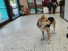 -瑞派康怡24h宠物医院·犬猫医疗中心·微创绝育(瑞景分院)
