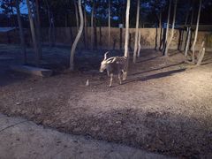 -清迈夜间动物园
