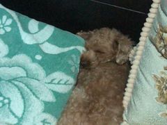 -美联众合动物医院·24h转诊中心