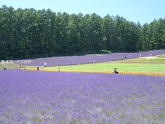 -富田农场
