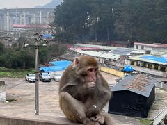 -黔灵山公园