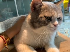 -more than meow吴止猫主题餐厅(承德 中船汇店)