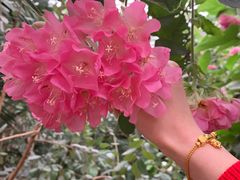 -呀路古热带植物园