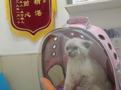 -佳怡动物医院·平价24小时·猫专科骨外科