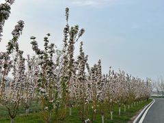 -天津东丽湖风景区