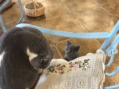 -共舞时光猫咖·狗咖(新街口店)