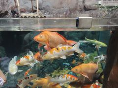 -上海海洋水族馆