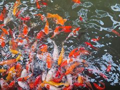 -南宫五洲植物乐园