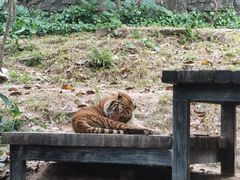 -广州长隆野生动物世界