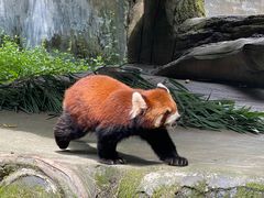 -贵州森林野生动物园
