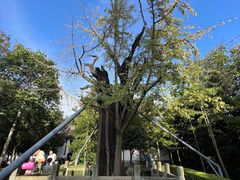 -上海佘山国家森林公园天马山园