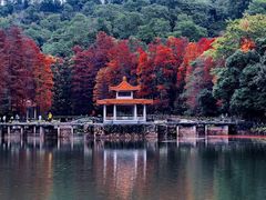 -深圳仙湖植物园