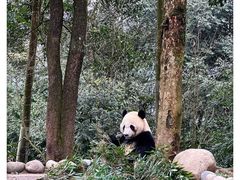 -中国大熊猫保护研究中心雅安碧峰峡基地