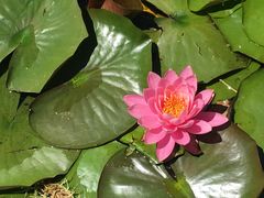 -墨尔本皇家植物园